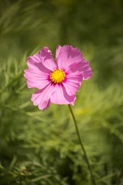 Pink Cosmos Stock Photos