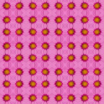 Pink cosmos seamless pattern background Stock Photos