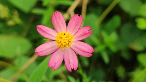 Pink Cosmos Sulphureus Flower Stock Footage 327637745