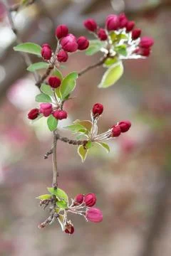 Pink Crabapple Buds Stock Photos