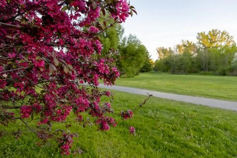 Pink crabapple tree branch next to pathway in green grass park during spring Stock Photos