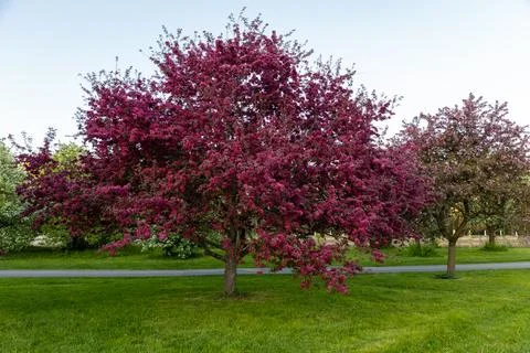 Pink crabapple tree in full bloom on green grass field next to paved path in  写真素材
