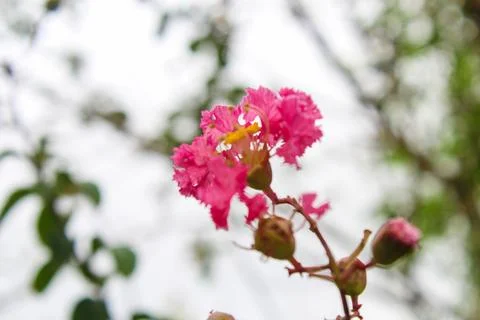 Pink crape myrtle flowe Stock Photos