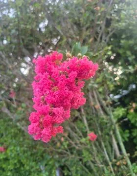 Pink Crape Myrtle Flower Cluster Against Green Garden Foliage Stock Photos