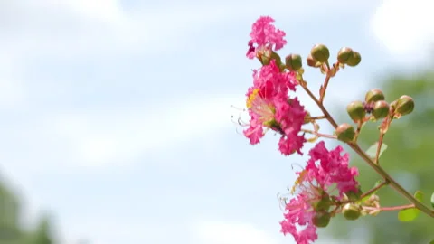 Pink Crape Myrtle Flowers Blooming Against Summer Sky Stock Footage 343722171