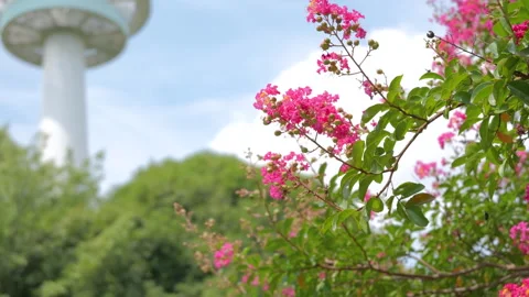 Pink Crape Myrtle Flowers Blooming in Summer Park Stock Footage 343722380