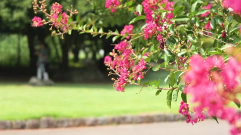 Pink Crape Myrtle Flowers Blooming in Summer Park Stock Footage 343722433