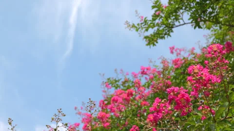 Pink Crape Myrtle Flowers Blooming Against Blue Summer Sky Видео 343722607
