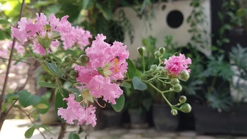 Pink crape myrtle flowers Stock Footage 291420124