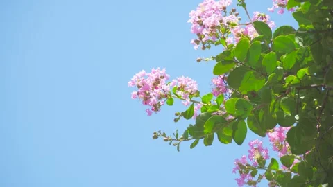Pink Crape Myrtle Flowers Swaying Gently Against A Clear Bright Blue Summer Sky Stock Footage 341998305