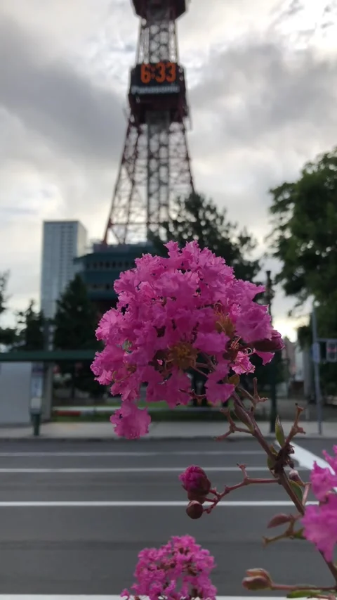 Pink crape-myrtle Stock Footage 250380832