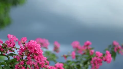 Pink crepe myrtle blossoms with dramatic storm clouds in the background Видео 339759190
