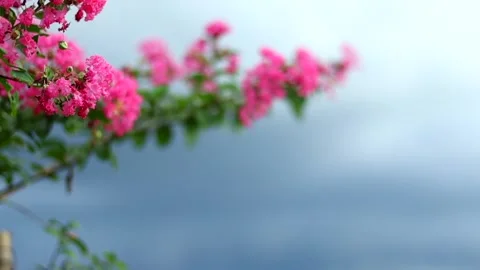 Pink crepe myrtle flowers with dramatic cloudy sky background Stock Footage 339759217