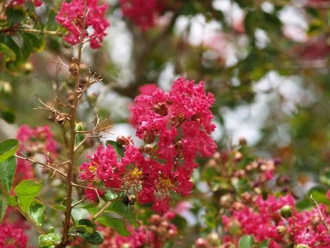 Pink crepe myrtle flowers Stock Photos