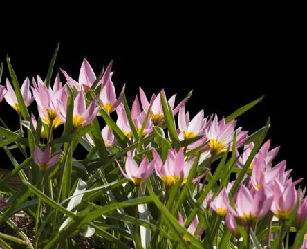 Pink crocuses in back-light Stock Photos