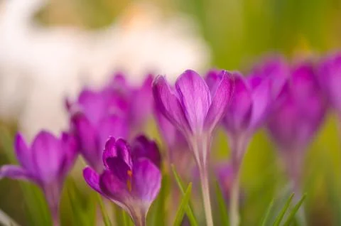 Pink crocuses close-up with shallow depth of field Stock Photos