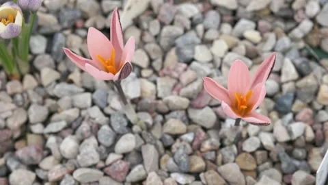 Pink crocuses flourished. Close up Stock Footage 149396811