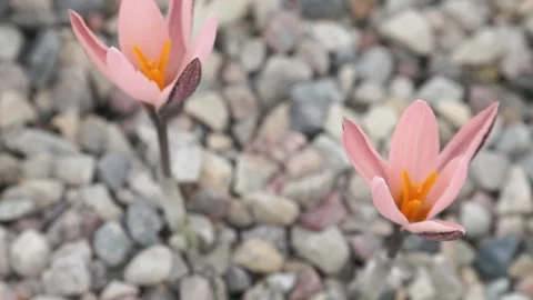 Pink crocuses flourished. Close up Stock Footage 149396974