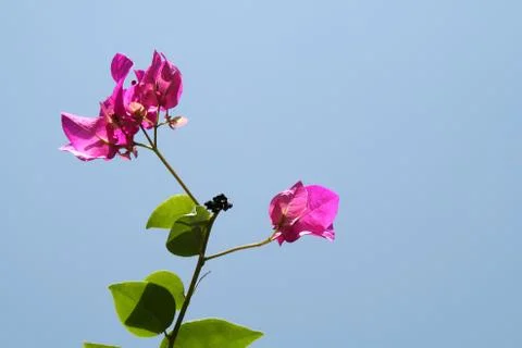 Pink Crowns Foto stock