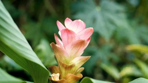 Pink Curcuma Flower Stock Footage 114031243