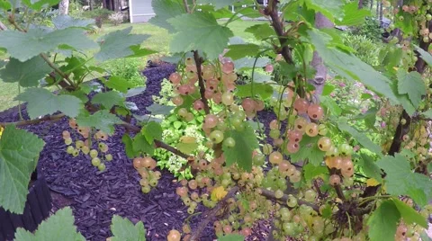 Pink currant, ribes rubrum bush, at a garden Stock Footage 55377396