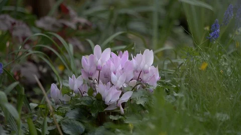 Pink Cyclamen 250319 Stock Footage 105292453