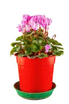 Pink cyclamen Foto stock