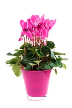 Pink cyclamen Stock Photos