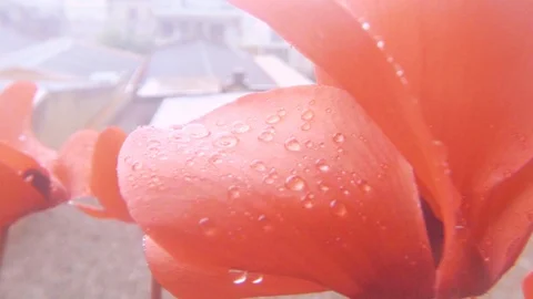 Pink cyclamen under the rain Stock Footage 103278747