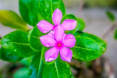 Pink Cyclamen, with variably patterned leaves and wet petal by raindrops wate Fotos de archivo