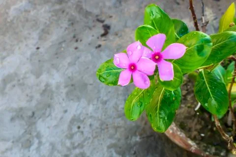 Pink Cyclamen, with variably patterned leaves and wet petal by raindrops wate Photos