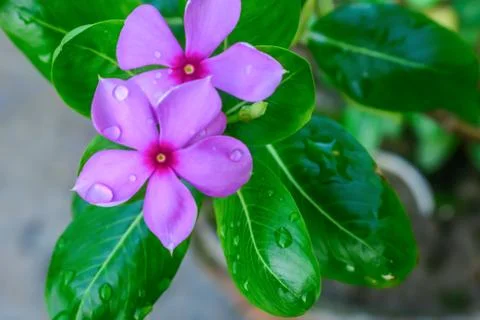 Pink Cyclamen, with variably patterned leaves and wet petal by raindrops wate Fotos de archivo