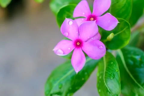  Pink Cyclamen, with variably patterned leaves and wet petal by raindrops ... 스톡 사진