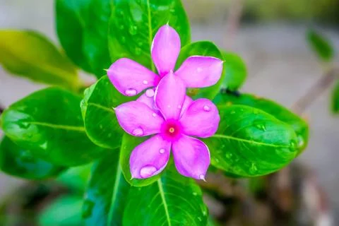  Pink Cyclamen, with variably patterned leaves and wet petal by raindrops ... 스톡 사진