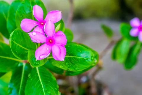  Pink Cyclamen, with variably patterned leaves and wet petal by raindrops ... Photos
