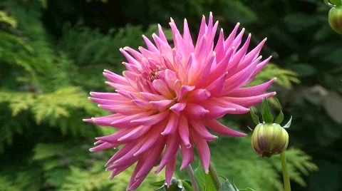 Pink dahlia 1 Stock Footage