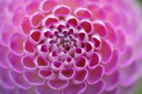 Pink dahlia background Stock Photos