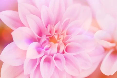 Pink dahlia close up Stock Photos