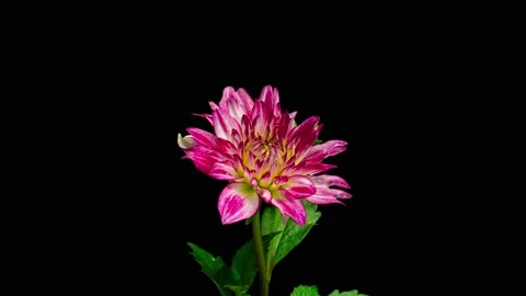 Pink Dahlia Flower Opens in Time Lapse on a white Background. The Light Blue Stock Footage 239686542
