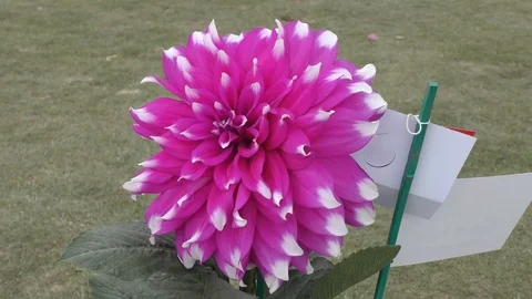 Pink Dahlia flower in the wind Video stock 126765896