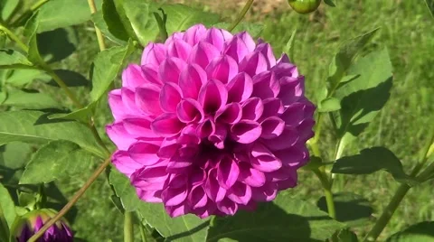 Pink dahlia Stock Footage 59905307