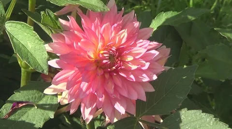 Pink dahlia 動画素材 59905425