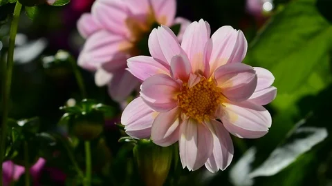 Pink dahlia Stock Footage 115105159