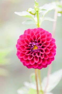 Pink dahlia Stock Photos