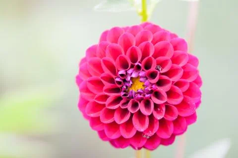 Pink dahlia Stock Photos