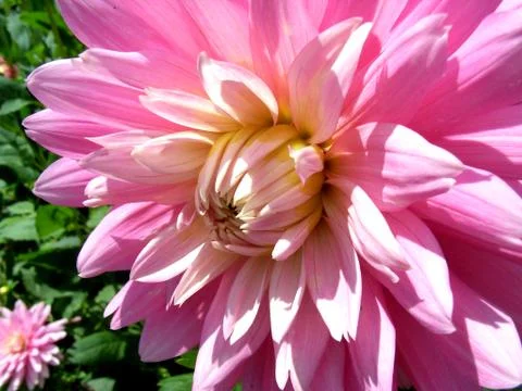 Pink Dahlia Stock Photos