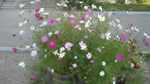Pink daisies,  background, wallpaper, texture Stock Photos