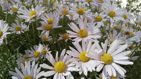 Pink daisies, background, wallpaper, texture Stock Photos