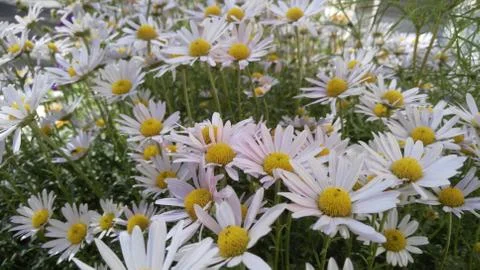 Pink daisies, background, wallpaper, texture Stock Photos