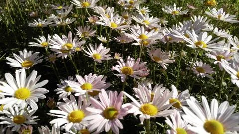 Pink daisies,  background, wallpaper, texture Stock Photos